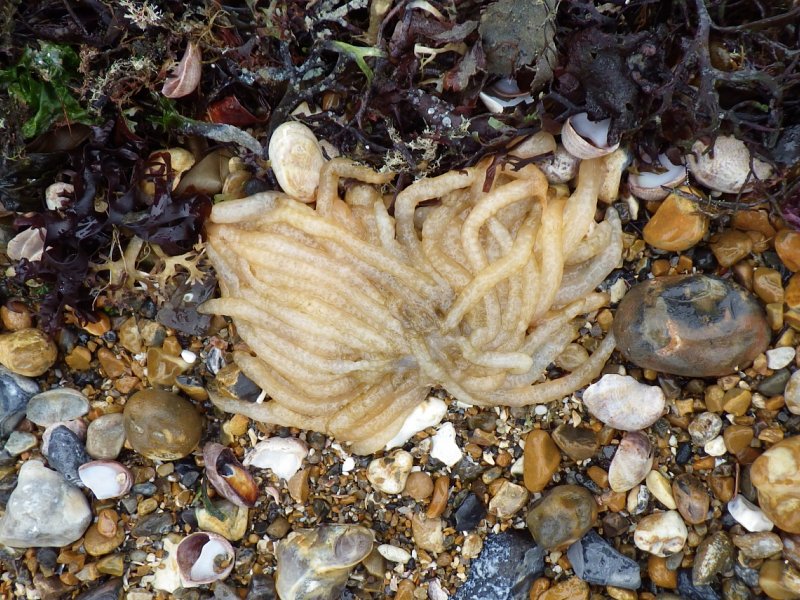 Egg-ceptionally interesting finds on the beach